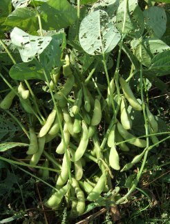edamame6.jpg